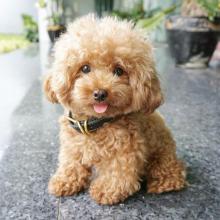 Puppies for sale poodle - Turkmenistan, Dashoguz