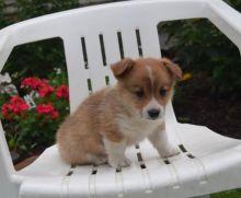Puppies for sale , corgi puppies - Azerbaijan, Ganja. Price 400 $
