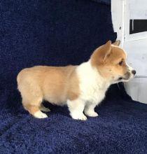 Puppies for sale , corgi puppies - Azerbaijan, Sumgait. Price 400 $