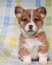 Puppies for sale , corgi puppies - Azerbaijan, Ganja. Price 400 $