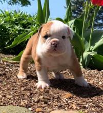 Puppies for sale english bulldog - Turkmenistan, Ashgabat