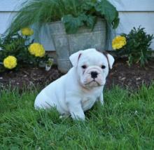 Puppies for sale english bulldog - Turkmenistan, Turkmenabad
