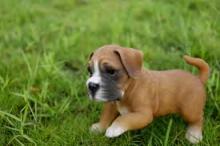 Puppies for sale boxer - Uzbekistan, Bukhara