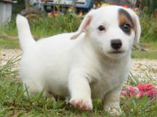 Puppies for sale jack russell terrier - Finland, Lapperanta