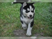 Puppies for sale haski - Estonia, Kohtla-Jarve