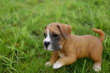 Puppies for sale boxer - Turkmenistan, Ashgabat