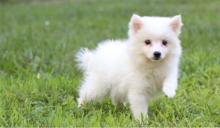Puppies for sale eskimo dog - Kyrgyzstan, Osh