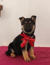 Puppies for sale german shepherd dog - Azerbaijan, Lankaran