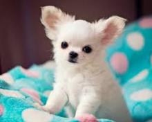 Puppies for sale chihuahua - Ukraine, Kirovograd