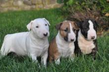 Puppies for sale bull terrier - Kyrgyzstan, Bishkek