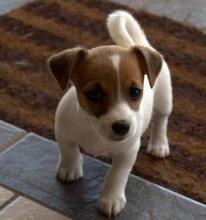 Puppies for sale jack russell terrier - Armenia, Armenia