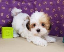 Puppies for sale havanese - Kyrgyzstan, Osh