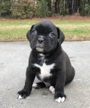 Puppies for sale boxer - Moldova, Cahul