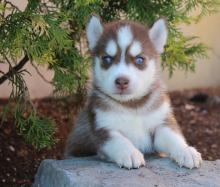 Puppies for sale , siberian husky - Tajikistan, Dushanbe