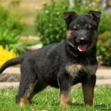 Puppies for sale german shepherd dog - Tajikistan, Kurgan-Tube
