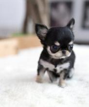 Puppies for sale chihuahua - Kazakhstan, Astana
