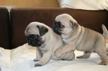 Puppies for sale pug - Russia, Moscow