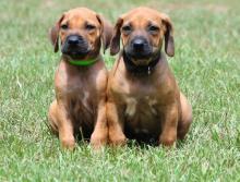 Puppies for sale rhodesian ridgeback - Germany, Nuremberg