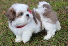 Puppies for sale shih tzu - Kazakhstan, Astana