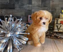 Puppies for sale toy-poodle - Ukraine, Chernihiv