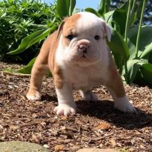 Puppies for sale english bulldog - Tajikistan, Isfara