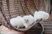 Puppies for sale pomeranian spitz - Sweden, Esbjerg