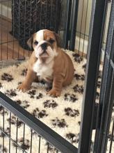 Puppies for sale english bulldog - Ireland, Dublin