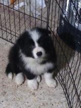 Puppies for sale border collie - USA, California