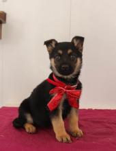 Puppies for sale german shepherd dog - Armenia, Gyumri