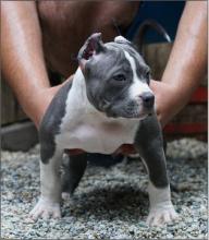 Puppies for sale american pit-bull terrier - Azerbaijan, Lankaran