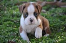 Puppies for sale boxer - Kyrgyzstan, Bishkek