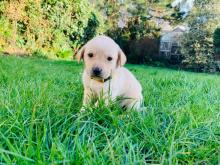 Puppies for sale labrador retriever - Kyrgyzstan, Bishkek