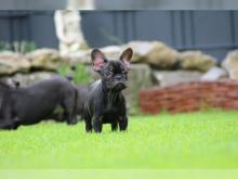 Puppies for sale french bulldog - Belarus, Brest