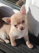 Puppies for sale chihuahua - Belarus, Grodno