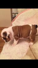 Puppies for sale english bulldog - Kazakhstan, Taraz