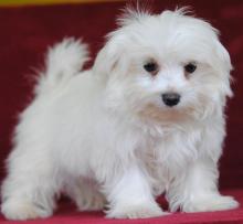 Puppies for sale maltese - Sweden, Malmo