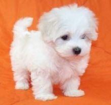 Puppies for sale maltese - Azerbaijan, Ganja