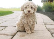 Puppies for sale toy-poodle - Tajikistan, Kulyab