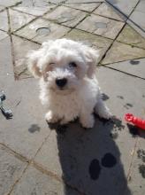 Puppies for sale bichon - Romania, Golden