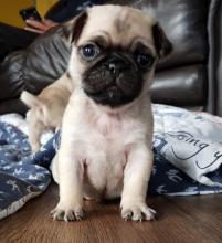 Puppies for sale pug - Kazakhstan, Turkestan