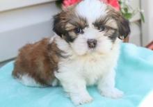 Puppies for sale shih tzu - Armenia, Gyumri