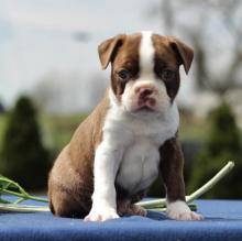 Puppies for sale boston terrier - Kyrgyzstan, Osh