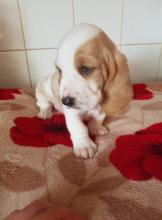 Puppies for sale basset hound - Ukraine, Chernihiv