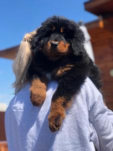 Продам щенка Тибетский мастиф - Россия, Хабаровск. Цена 80000 рублей