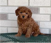 Puppies for sale , cavapoo - Uzbekistan, Bukhara