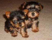 Puppies for sale yorkshire terrier - Russia, Moscow