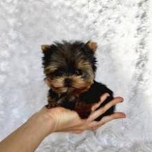 Puppies for sale yorkshire terrier, call :07031924977 - Ireland, Dublin