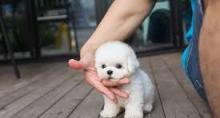 Puppies for sale bichon - Kazakhstan, Kyzylorda