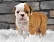 Puppies for sale english bulldog - Azerbaijan, Azerbaijan