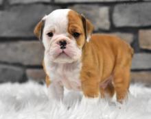 Puppies for sale english bulldog - Moldova, Bender